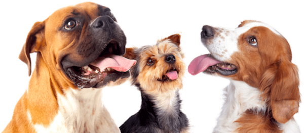 Discover the Best Professional Dog Trainer in Tampa, FL