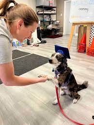 Dog’s Behavior with Top Dog Training in Pensacola, FL